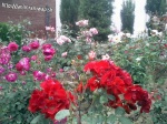 Imrankhan flowers21